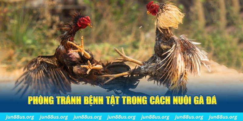 betvisa88 natural” trong baccarat nghĩa là gì？
